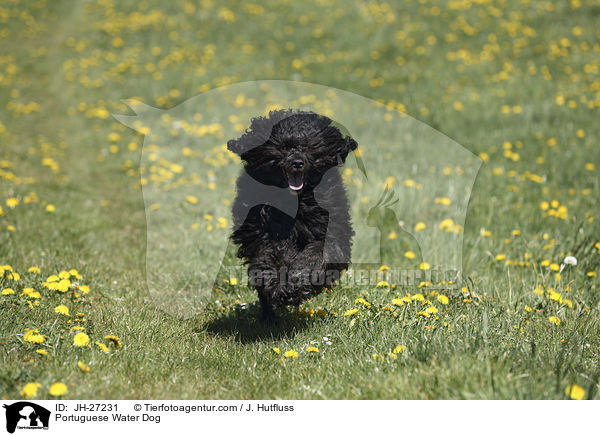 rennender Portugiesischer Wasserhund / Portuguese Water Dog / JH-27231