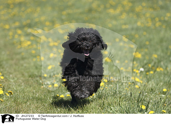 Portuguese Water Dog / JH-27233