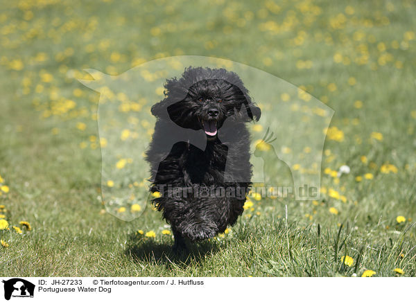 rennender Portugiesischer Wasserhund / Portuguese Water Dog / JH-27233