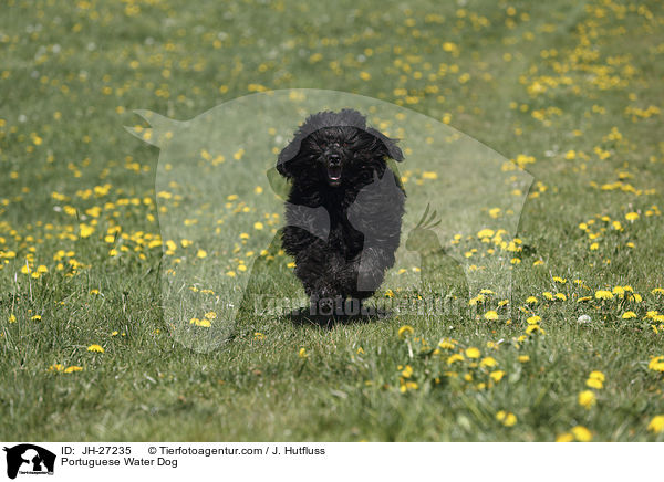 Portuguese Water Dog / JH-27235
