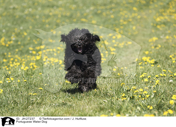 Portuguese Water Dog / JH-27237