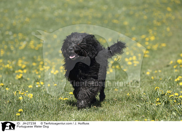 Portuguese Water Dog / JH-27238