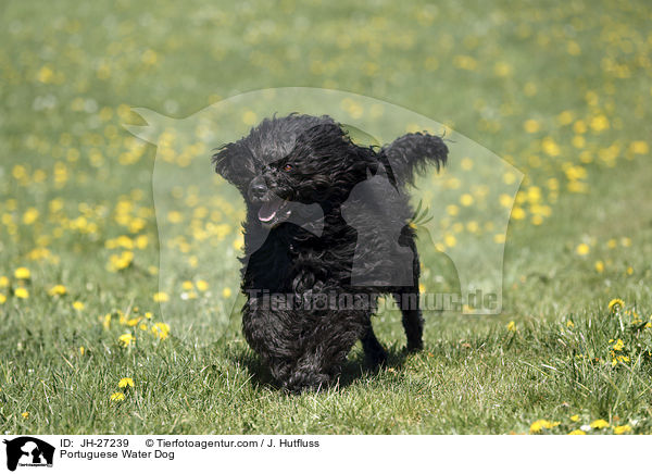 rennender Portugiesischer Wasserhund / Portuguese Water Dog / JH-27239