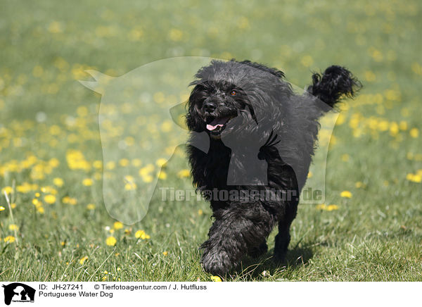 Portuguese Water Dog / JH-27241