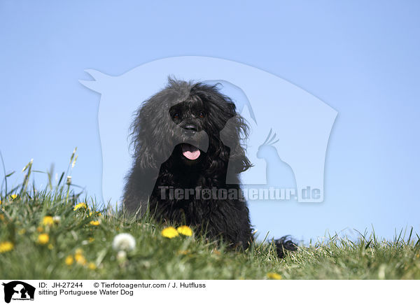 sitzender Portugiesischer Wasserhund / sitting Portuguese Water Dog / JH-27244