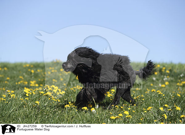 rennender Portugiesischer Wasserhund / Portuguese Water Dog / JH-27259