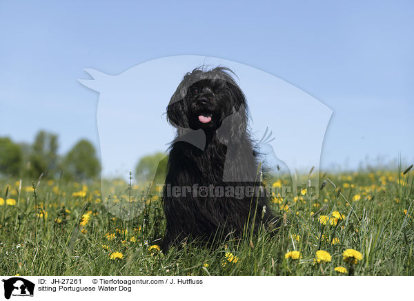 sitzender Portugiesischer Wasserhund / sitting Portuguese Water Dog / JH-27261