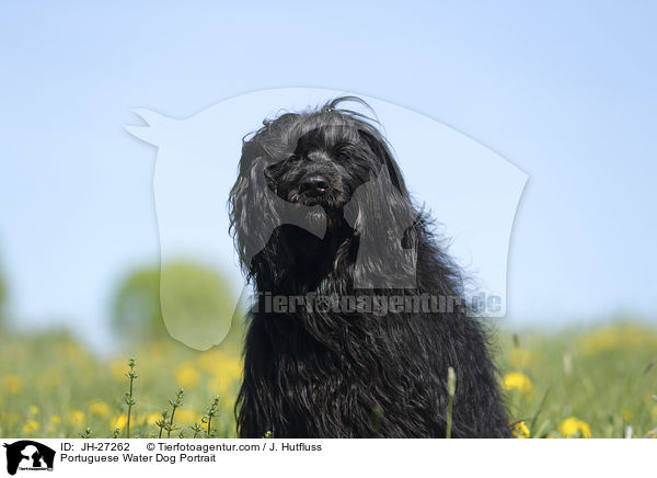 Portugiesischer Wasserhund Portrait / Portuguese Water Dog Portrait / JH-27262