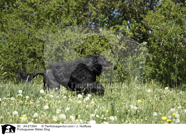 rennender Portugiesischer Wasserhund / Portuguese Water Dog / JH-27264