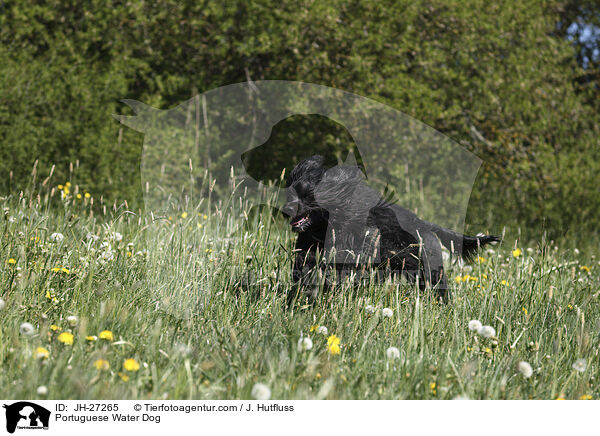 rennender Portugiesischer Wasserhund / Portuguese Water Dog / JH-27265