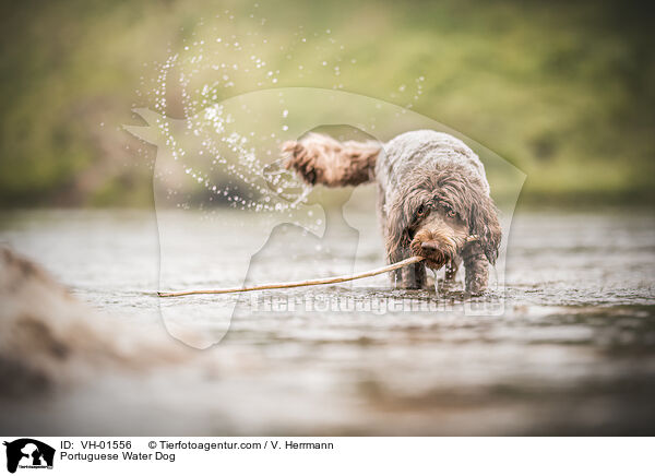 Portugiesischer Wasserhund / Portuguese Water Dog / VH-01556