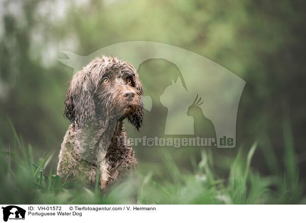 Portugiesischer Wasserhund / Portuguese Water Dog / VH-01572