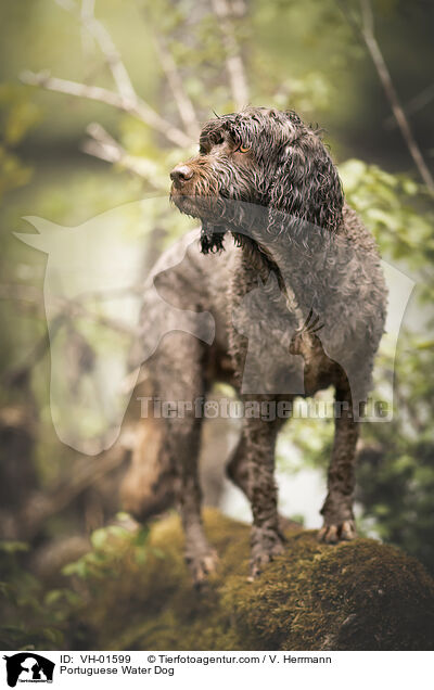 Portugiesischer Wasserhund / Portuguese Water Dog / VH-01599