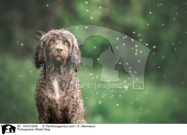 Portugiesischer Wasserhund / Portuguese Water Dog / VH-01608