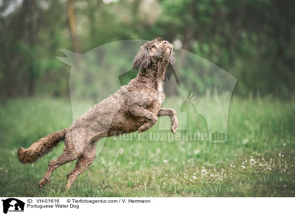 Portugiesischer Wasserhund / Portuguese Water Dog / VH-01616
