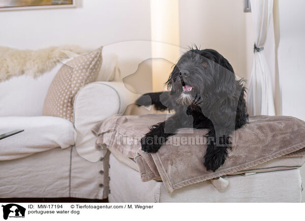 portuguese water dog / MW-17194