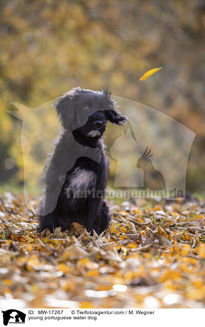 young portuguese water dog / MW-17267