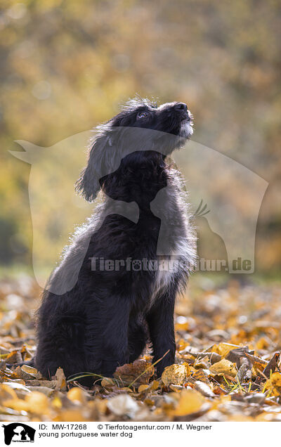 young portuguese water dog / MW-17268