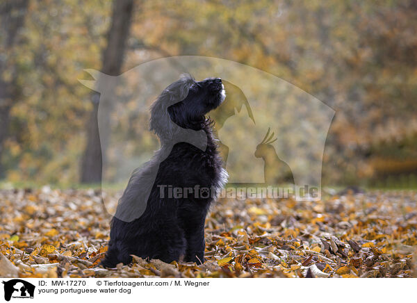 young portuguese water dog / MW-17270