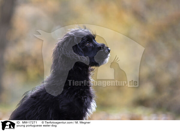 junger Portugiesischer Wasserhund / young portuguese water dog / MW-17271