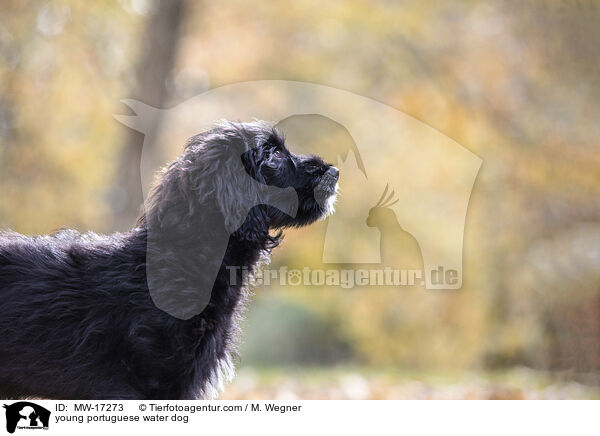 junger Portugiesischer Wasserhund / young portuguese water dog / MW-17273