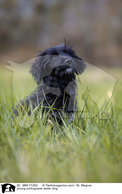young portuguese water dog / MW-17282