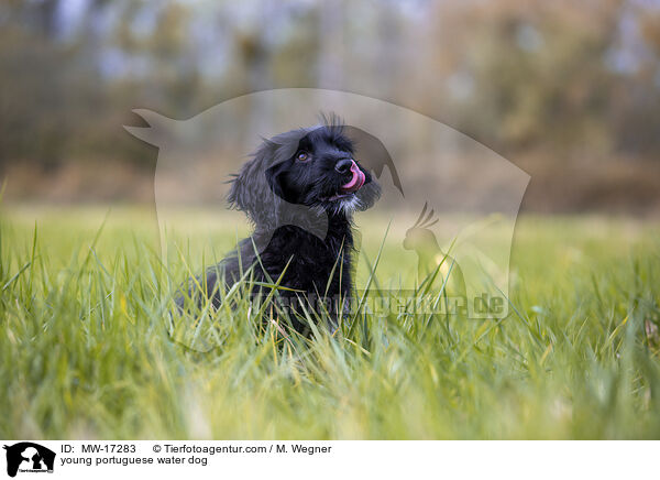 junger Portugiesischer Wasserhund / young portuguese water dog / MW-17283