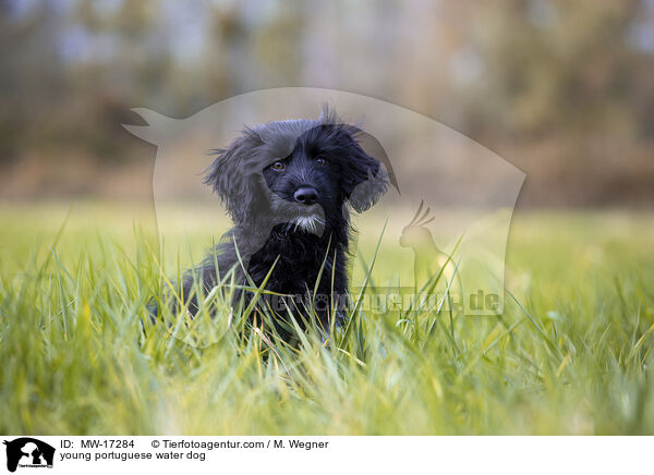 young portuguese water dog / MW-17284