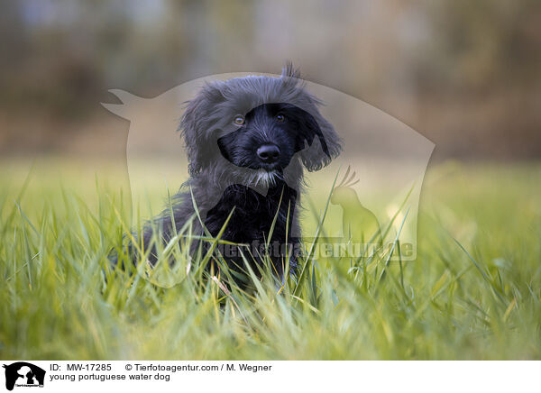 young portuguese water dog / MW-17285