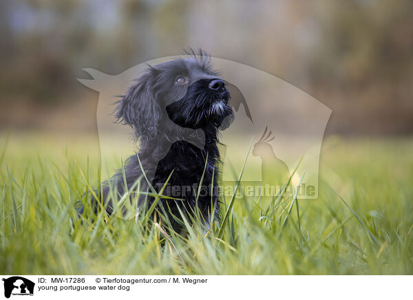 young portuguese water dog / MW-17286