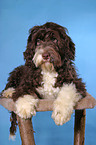 Portuguese water dog