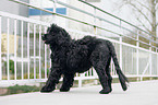 Portuguese water dog