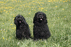 2 Portuguese Water Dogs