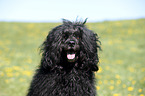 Portuguese Water Dog Portrait