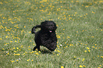 Portuguese Water Dog