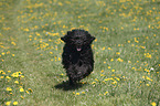 Portuguese Water Dog