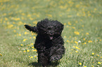 Portuguese Water Dog