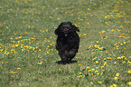 Portuguese Water Dog