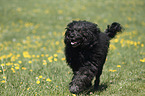 Portuguese Water Dog