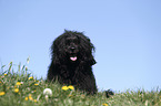 sitting Portuguese Water Dog