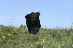 Portuguese Water Dog