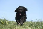 Portuguese Water Dog