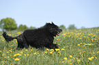 Portuguese Water Dog