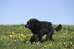 Portuguese Water Dog