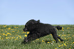 Portuguese Water Dog