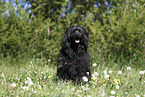 sitting Portuguese Water Dog