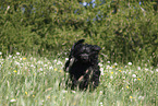 Portuguese Water Dog