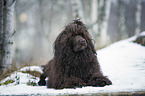 lying Portuguese Water Dog