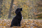 young portuguese water dog