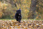 young portuguese water dog